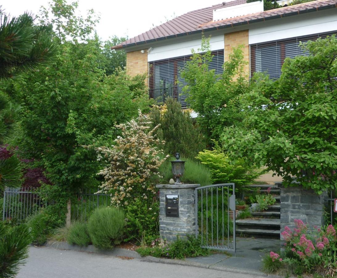 Urban - Ahorn -- * Meersburg