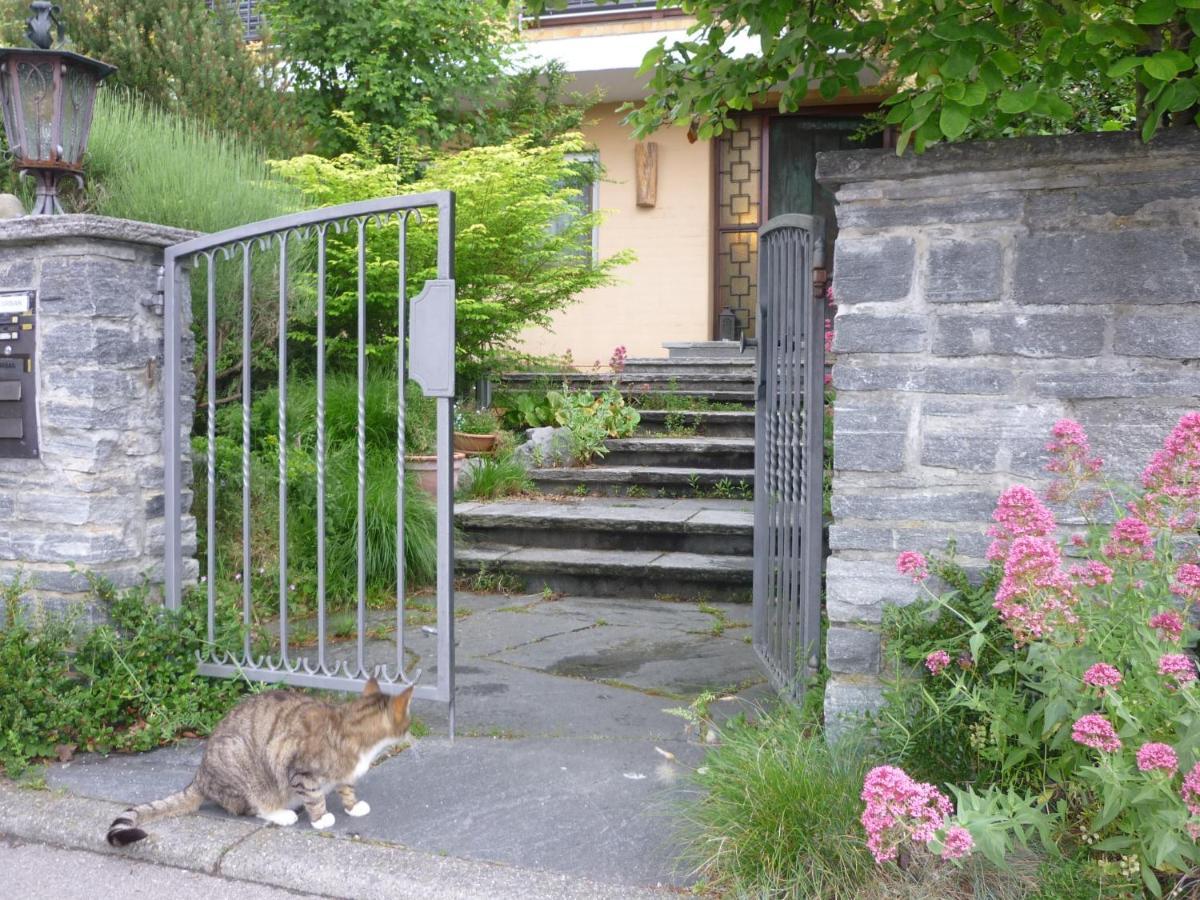 Urban - Ahorn -- * Meersburg